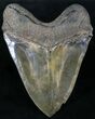 Wide Megalodon Tooth - Sharp Serrations #23747-2